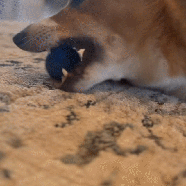 SwirlasRoll 3.0™ [FREE Today]